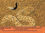 Thumbnail of wakat13.5.JPG